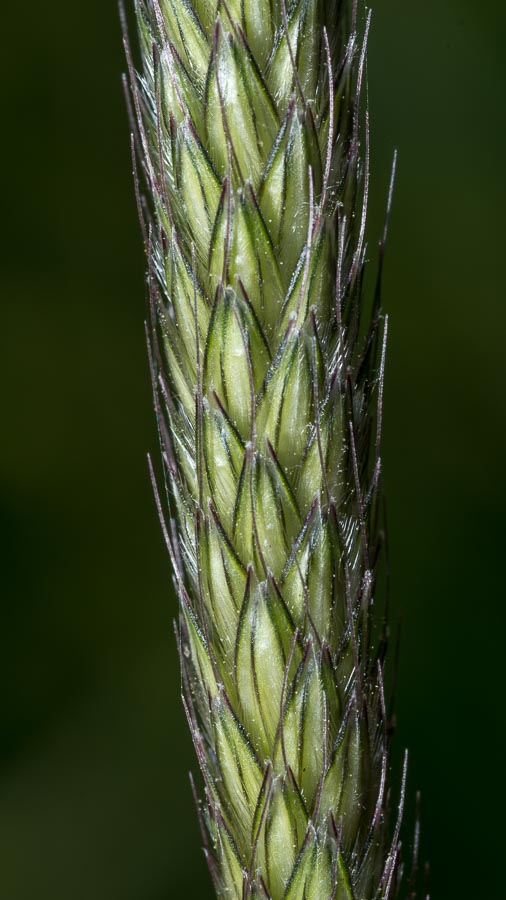 Alopecurus pratensis ?